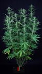 Tiger-One Cheese CBD 1:1 Feminized Seeds - BULK x 100