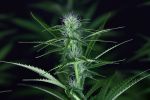 Tiger-One Cheese CBD 1:1 Feminized Seeds - BULK x 100