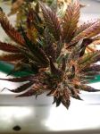 Purple Strawberry Bliss Feminised Seeds - 5