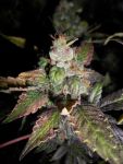 Purple Strawberry Bliss Feminised Seeds - 5