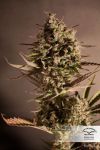 Blueberry Regular Seeds - 10