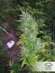 Shaman Regular Seeds - 10