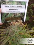 Shaman Regular Seeds - 10