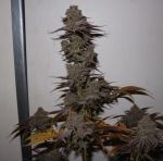 Purple Strawberry Sherbet Feminised Seeds - 5