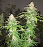 Purple Strawberry Sherbet Feminised Seeds - 5