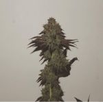 Purple Strawberry Sherbet Feminised Seeds - 5