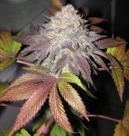 Fruit Cup Feminized Seeds (Gold Collection) - 6