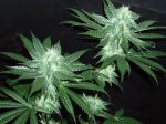 Italian Ice Feminized Seeds (Gold Collection) - 6