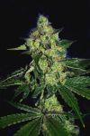 Sugar Mill Feminized Seeds (Gold Collection) - 6