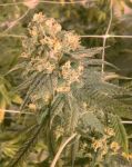 Mint Milano Feminized Seeds (Gold Collection) - 6