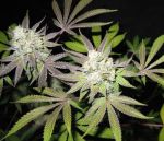 Tiramisu Feminized Seeds (Gold Collection) - 6