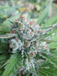 Bellini Feminized Seeds (Gold Collection) - 6