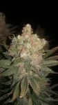 Black Domina Feminised Seeds - BULK x 100