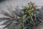 Girl Scout Cookies Feminized Seeds - BULK x 100