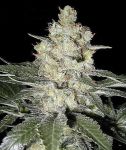 Moby Dick Feminizowany Nasiona - BULK x 100