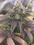 Sakura Regular Seeds - 11