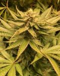 Sakura Regular Seeds - 11