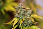 Tiger-One Kush CBD 1:1 Auto Feminised Seeds - BULK x 100