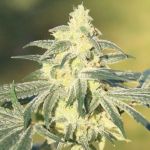 Gorilla Glue #4 x GSC SZYBKO Feminizowany Nasiona - BULK x 100