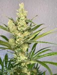 Strawberry Banana FAST Feminisiert Saatgut - BULK x 100
