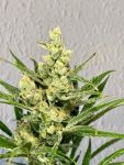 Strawberry Banana FAST Feminisiert Saatgut - BULK x 100