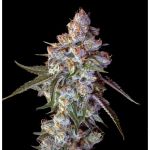 Cherry Pie Feminisiert Saatgut - BULK x 100