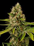 Black Cherry OG Feminised Seeds - 5