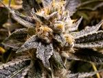 Confidential Purp Feminizowane Nasiona - 5