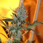 Asian Persuasion Regular Seeds - 5