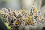 Buttercup Regular Seeds - 5