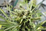 Buttercup Regular Seeds - 5
