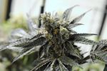 Buttercup Regular Seeds - 5