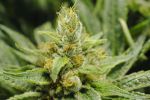 Buttercup Regular Seeds - 5