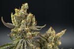 Astrosnaps Regular Seeds - 5