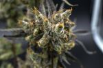 Astrosnaps Regular Seeds - 5
