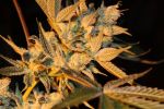 Cherry Lemonade Regular Seeds - 5