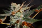 Cherry Lemonade Regular Seeds - 5