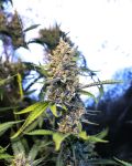 Kaffir Lime Regular Seeds - 5