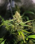 Kaffir Lime Regular Seeds - 5