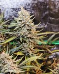 Kaffir Lime Regular Seeds - 5