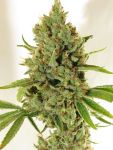 Kaffir Lime Regular Seeds - 5