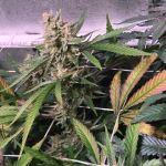 Roswell Regular Seeds - 5