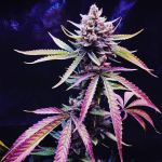 Roswell Regular Seeds - 5