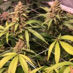 Roswell Regular Seeds - 5