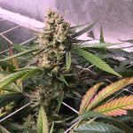 Roswell Regular Seeds - 5