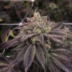 StarCake Feminised Seeds - 5