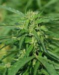 Tiger-One CBD 40:1 Féminisée Semences - BULK x 100