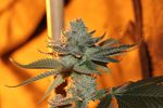 Sergeant Slaughter Regular Seeds - 5