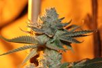Sergeant Slaughter Regular Seeds - 5