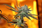 Sergeant Slaughter Regular Seeds - 5